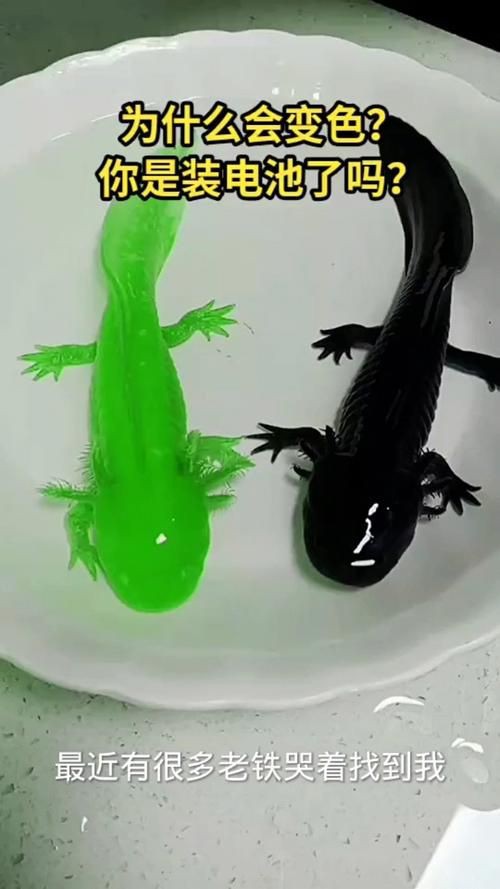 小龍魚圖片【養(yǎng)殖小龍魚需注意環(huán)境配置小龍魚從卵到龍全過程】 小龍魚圖片【養(yǎng)殖小龍魚需注意環(huán)境配置小龍魚從卵到龍全過程】 龍魚百科 第11張