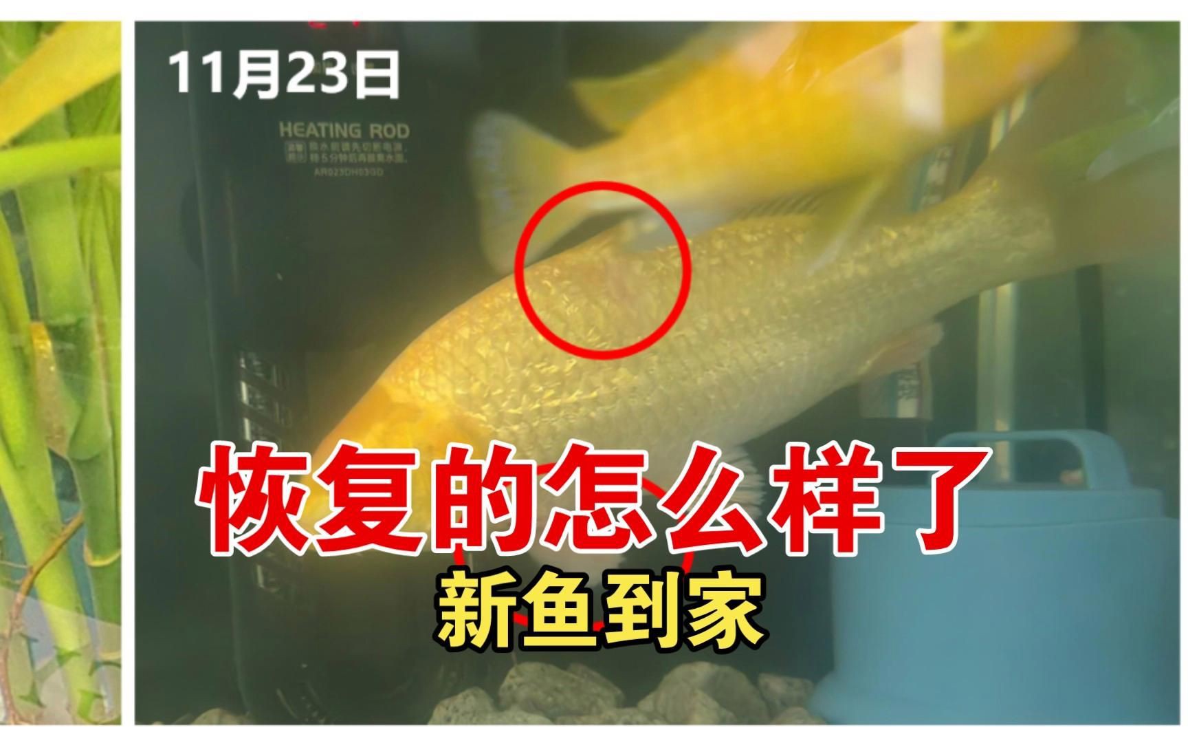 如何判斷魚是否好轉？【養殖魚類健康狀況時，準確判斷魚是否好轉至關重要】