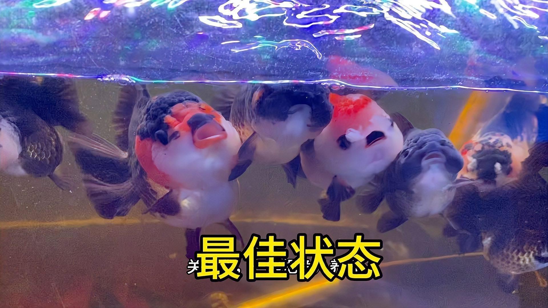 如何判斷魚是否好轉？【養殖魚類健康狀況時，準確判斷魚是否好轉至關重要】