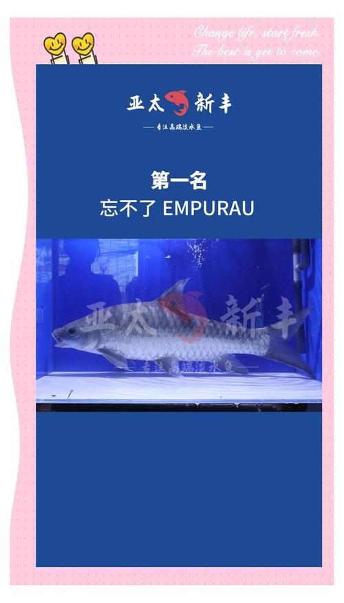 馬來西亞十大淡水魚圖片【“河魚之王”忘不了魚】