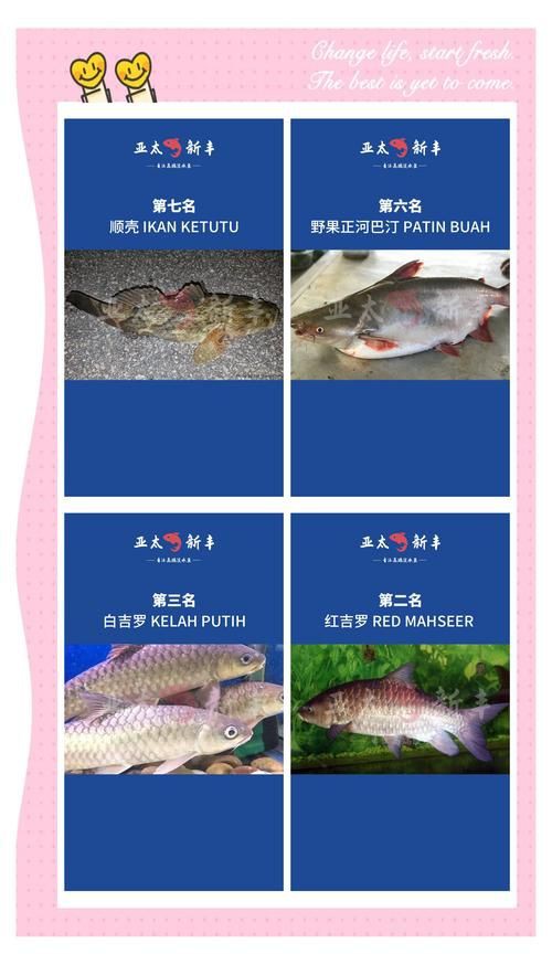 馬來西亞十大淡水魚圖片【“河魚之王”忘不了魚】