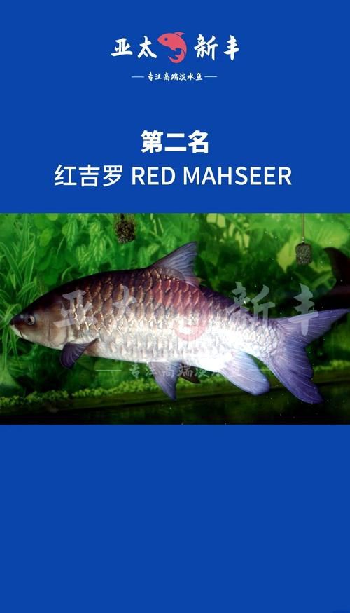 馬來西亞十大淡水魚圖片【“河魚之王”忘不了魚】