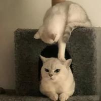 極限個體豹參數(shù)配置詳情【不到30萬的方程豹豹5，注定要“爆”了】