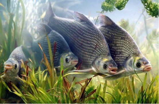 營口水族批發市場【東北地區重要的水族產品集散地——營口水族批發市場】