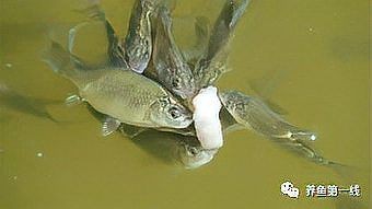 魚浮頭時可以喂食嗎？【《魚浮頭時可以喂食嗎》當魚出現浮頭現象時一般不建議喂食】