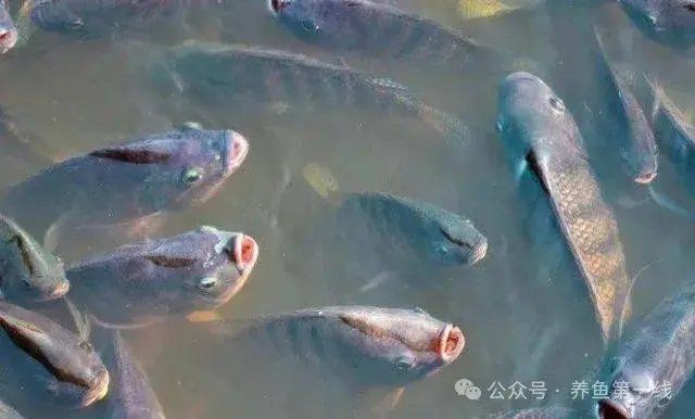 魚浮頭時可以喂食嗎？【《魚浮頭時可以喂食嗎》當魚出現浮頭現象時一般不建議喂食】
