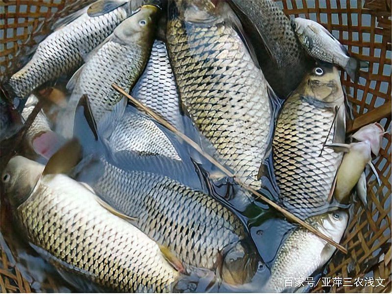 魚浮頭時可以喂食嗎？【《魚浮頭時可以喂食嗎》當魚出現浮頭現象時一般不建議喂食】