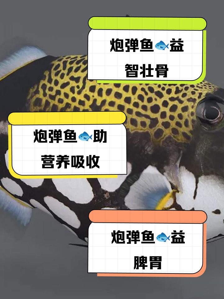 炮彈魚為什么不建議吃【關于炮彈魚的健康風險】 炮彈魚為什么不建議吃【關于炮彈魚的健康風險】 龍魚論壇 第7張