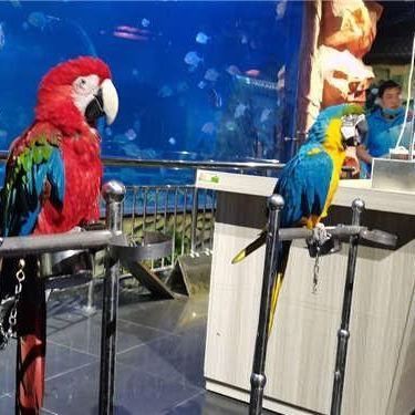 西寧水族店【探索海洋的奧秘與商業的無限可能】