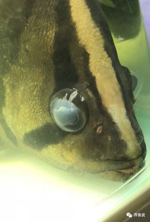 雷龍魚蒙眼能自愈嗎【如何判斷雷龍魚蒙眼病的嚴重程度】