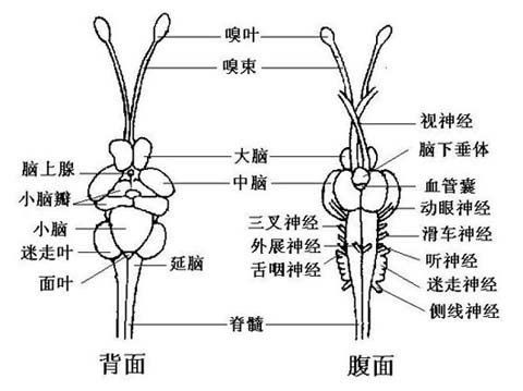 魚肚子里白色的像豬腦一樣的【《魚肚子里白色似豬腦物質(zhì)探究》】 魚肚子里白色的像豬腦一樣的【《魚肚子里白色似豬腦物質(zhì)探究》】 龍魚百科 第10張