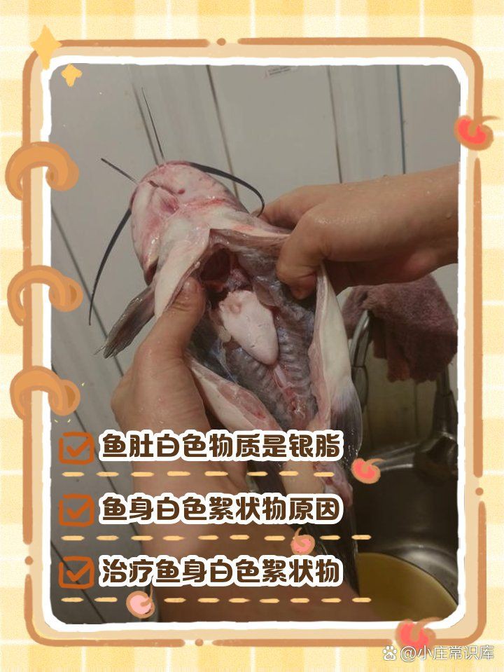 魚肚子里白色的像豬腦一樣的【《魚肚子里白色似豬腦物質(zhì)探究》】 魚肚子里白色的像豬腦一樣的【《魚肚子里白色似豬腦物質(zhì)探究》】 龍魚百科 第8張