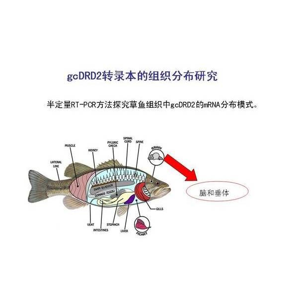 魚肚子里白色的像豬腦一樣的【《魚肚子里白色似豬腦物質(zhì)探究》】 魚肚子里白色的像豬腦一樣的【《魚肚子里白色似豬腦物質(zhì)探究》】 龍魚百科 第11張