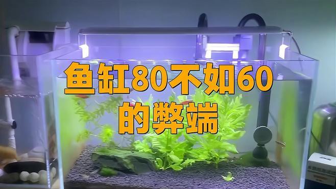 60和80的魚缸哪個好【60和80魚缸哪個更好】 60和80的魚缸哪個好【60和80魚缸哪個更好】 龍魚論壇 第2張