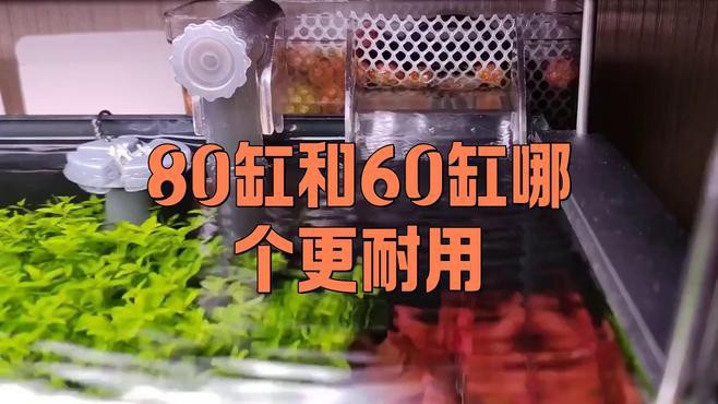 60和80的魚缸哪個好【60和80魚缸哪個更好】 60和80的魚缸哪個好【60和80魚缸哪個更好】 龍魚論壇 第1張
