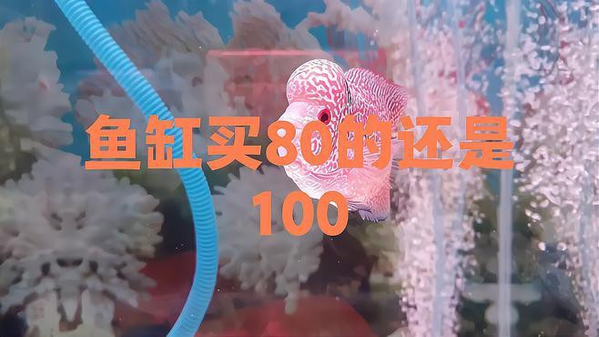 60和80的魚缸哪個好【60和80魚缸哪個更好】 60和80的魚缸哪個好【60和80魚缸哪個更好】 龍魚論壇 第5張