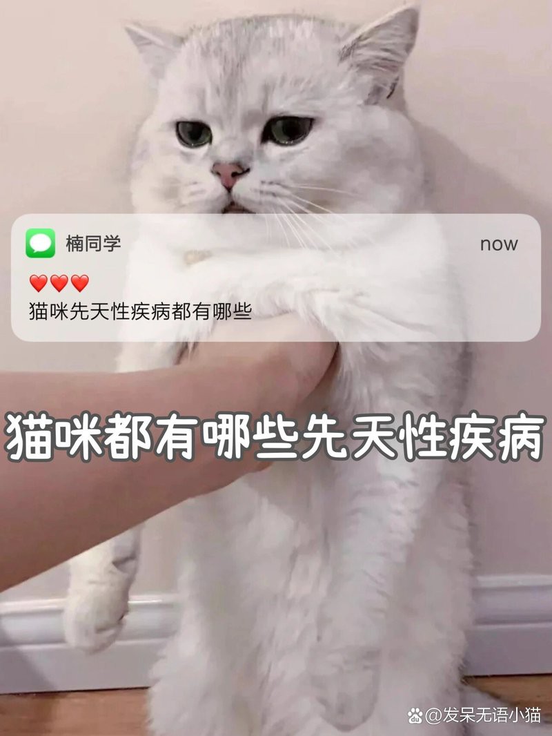 貓先天性疾病有哪些【貓先天性疾病有哪些貓先天性疾病】