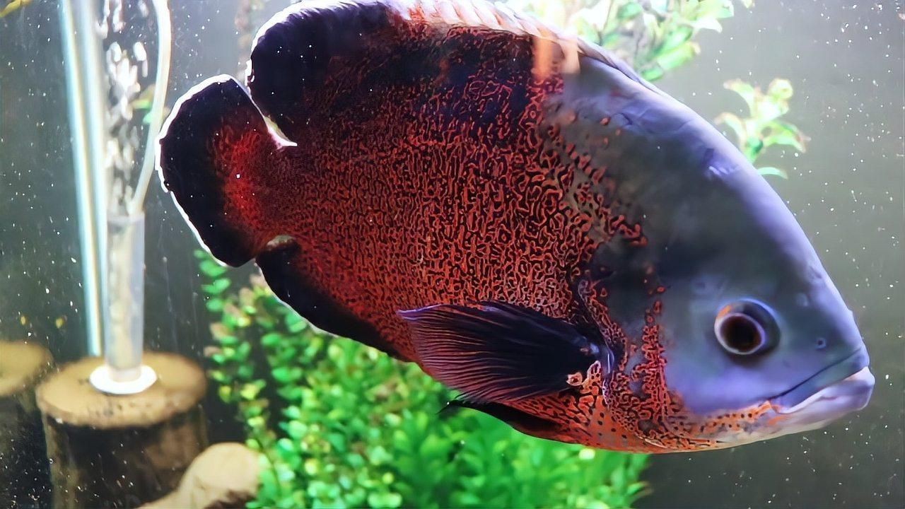 如何預防魚蒙眼病的再次發生?【七彩神仙魚蒙眼病防治方法李潤江刮痧觀賞魚蒙眼怎么辦】 龍魚百科 第4張 如何預防魚蒙眼病的再次發生?【七彩神仙魚蒙眼病防治方法李潤江刮痧觀賞魚蒙眼怎么辦】 如何預防魚蒙眼病的再次發生?【七彩神仙魚蒙眼病防治方法李潤江刮痧觀賞魚蒙眼怎么辦】 龍魚百科 第4張