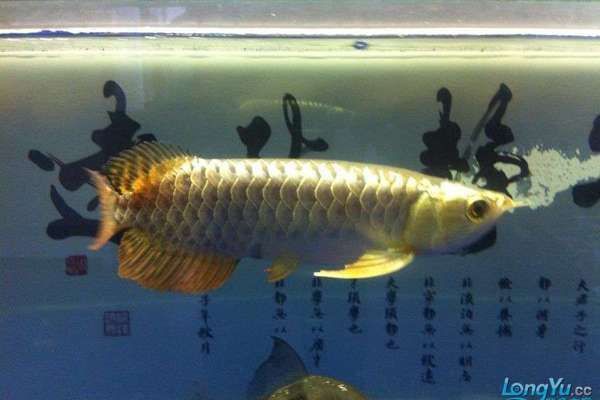 小紅龍魚一天喂幾次【《小紅龍魚一天喂幾次》小紅龍魚喂食頻率展開探討】