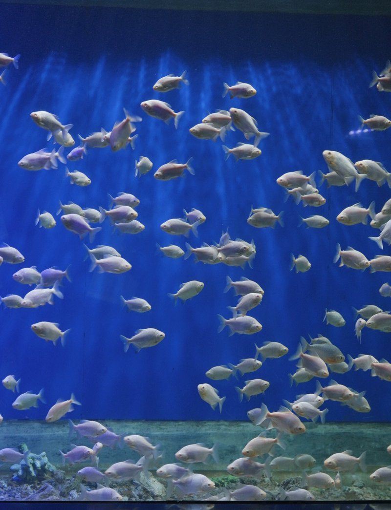 遵義水族店【可麗愛水族生活館（遵義旗艦店）、魚情未了水族館等】