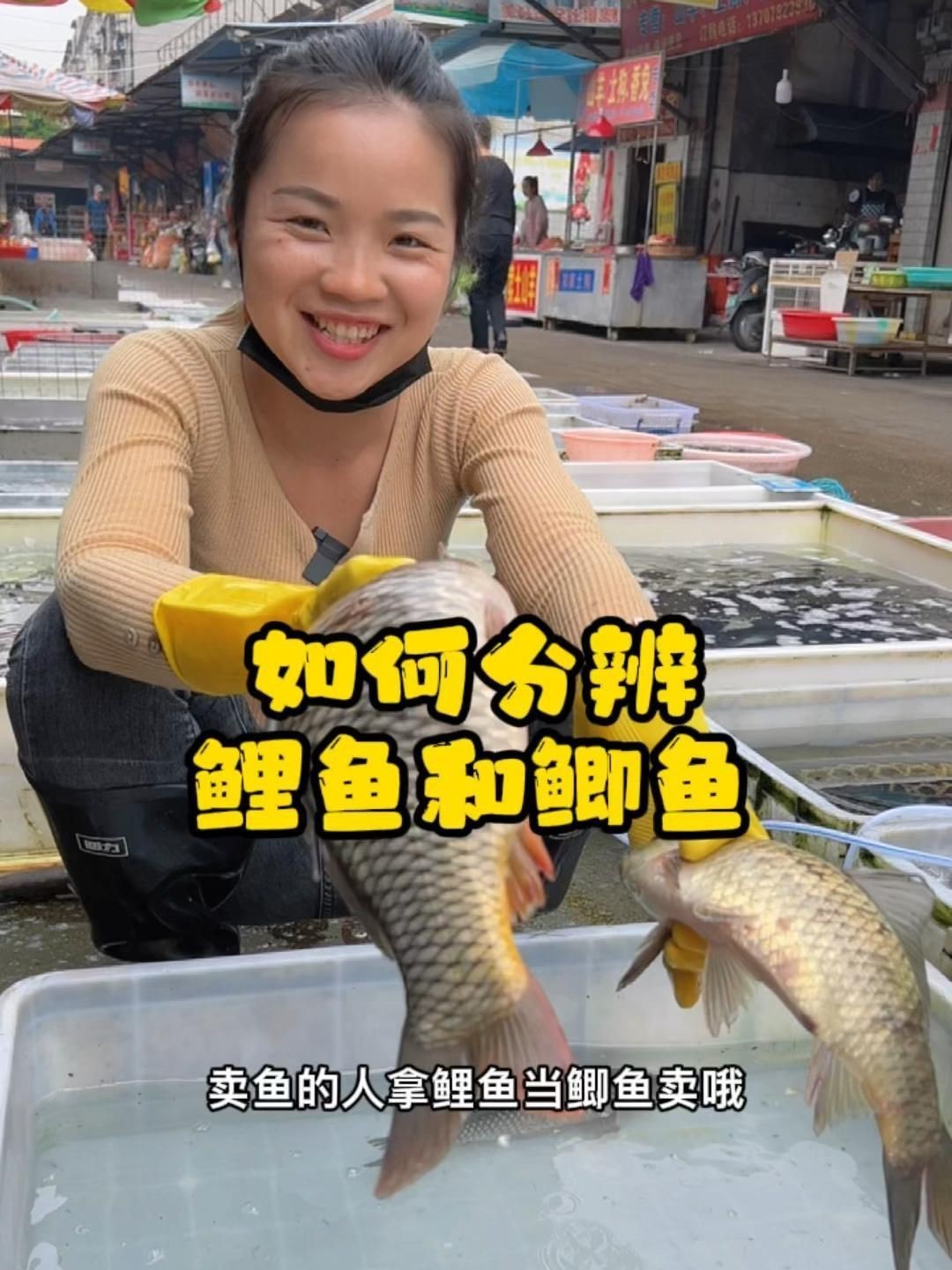 鯉魚與鯽魚的區別【《鯉魚與鯽魚的區別》如何快速分辨鯽魚與鯽魚的區別】