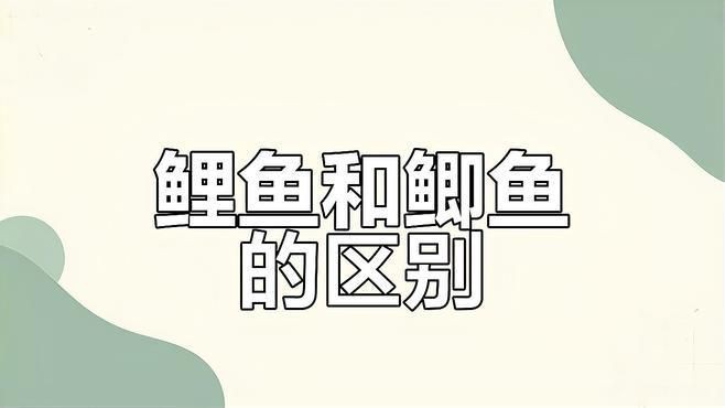 鯉魚與鯽魚的區別【《鯉魚與鯽魚的區別》如何快速分辨鯽魚與鯽魚的區別】