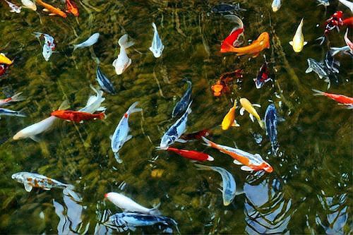 一米魚缸養錦鯉10大忌【《一米魚缸養錦鯉10大忌》一米魚缸養錦鯉的十大禁忌】