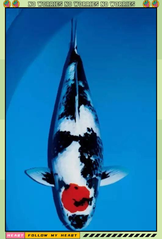 一米魚缸養錦鯉10大忌【《一米魚缸養錦鯉10大忌》一米魚缸養錦鯉的十大禁忌】