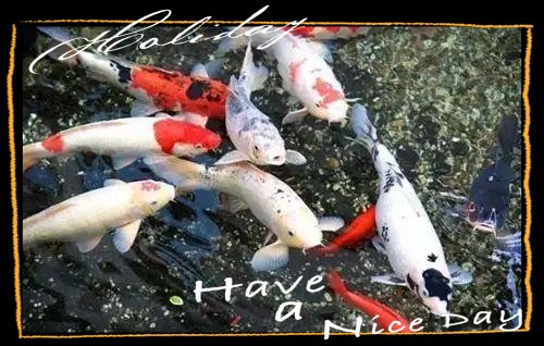 一米魚缸養錦鯉10大忌【《一米魚缸養錦鯉10大忌》一米魚缸養錦鯉的十大禁忌】