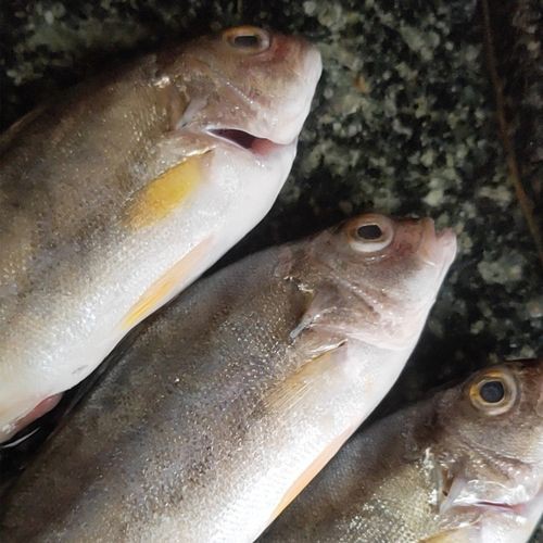 丁公魚圖片大全【“丁公魚圖片大全”】