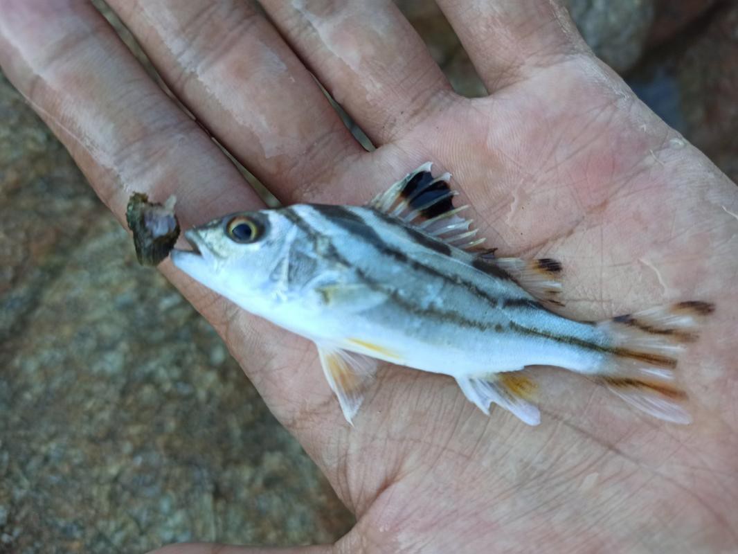 丁公魚圖片大全【“丁公魚圖片大全”】