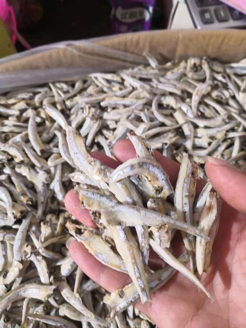 丁公魚圖片大全【“丁公魚圖片大全”】