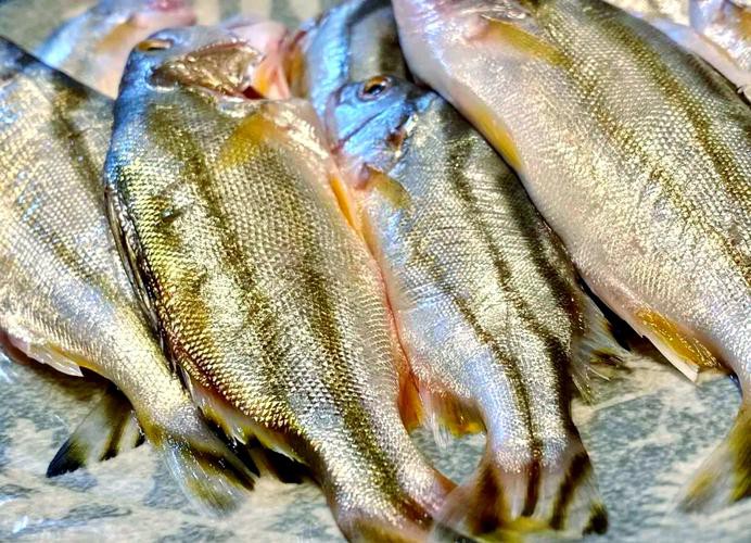 丁公魚圖片大全【“丁公魚圖片大全”】