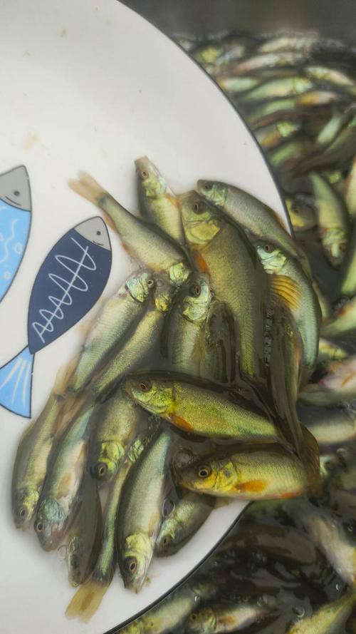 丁公魚圖片大全【“丁公魚圖片大全”】