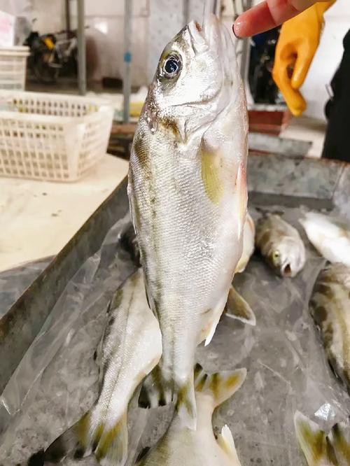 丁公魚圖片大全【“丁公魚圖片大全”】