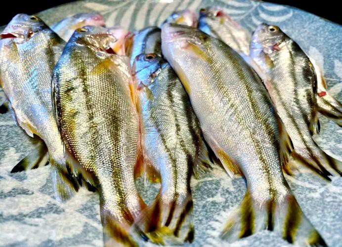 丁公魚圖片大全【“丁公魚圖片大全”】