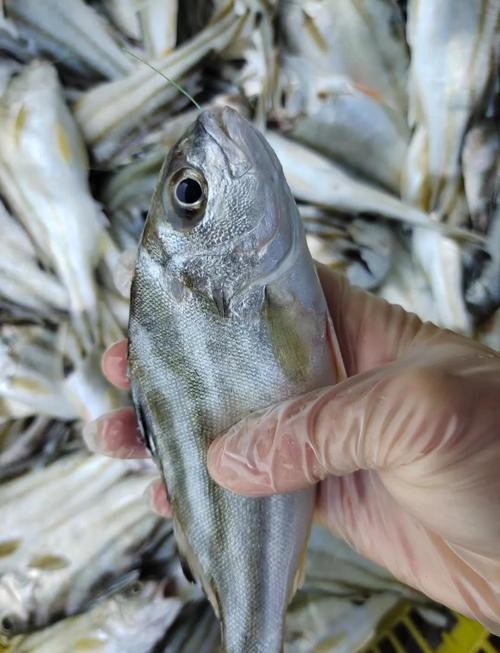 丁公魚圖片大全【“丁公魚圖片大全”】