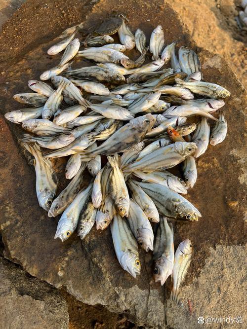丁公魚圖片大全【“丁公魚圖片大全”】