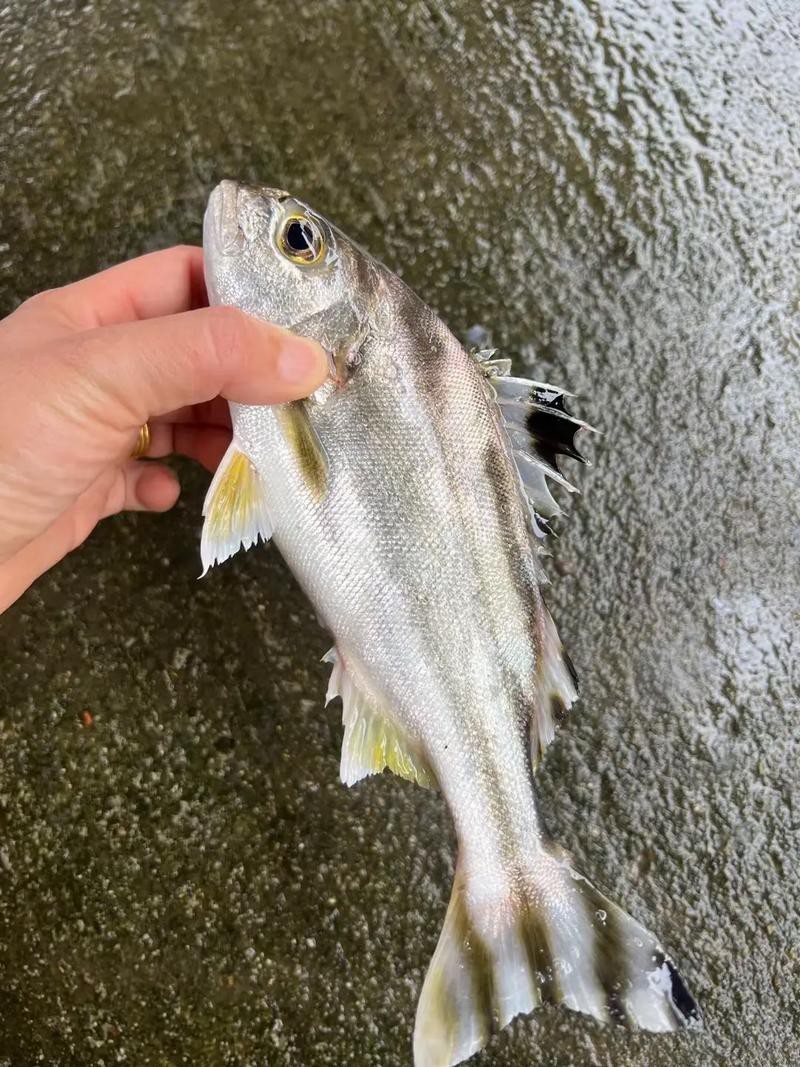 丁公魚圖片大全【“丁公魚圖片大全”】