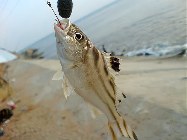 丁公魚圖片大全【“丁公魚圖片大全”】