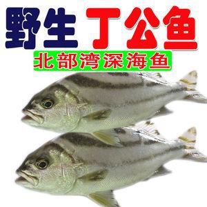 丁公魚圖片大全【“丁公魚圖片大全”】
