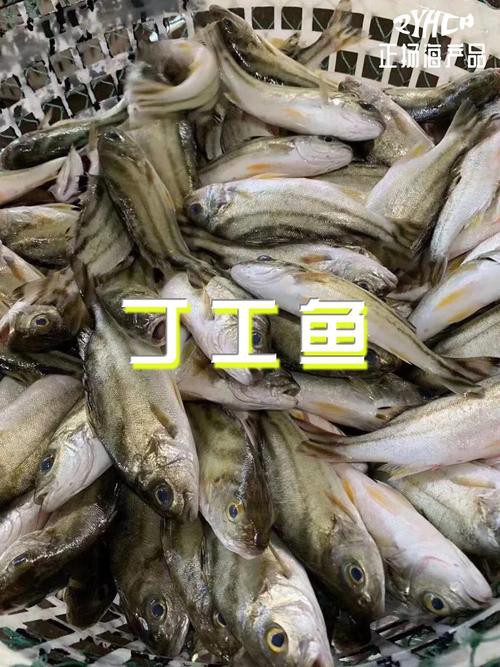 丁公魚圖片大全【“丁公魚圖片大全”】