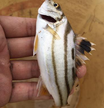 丁公魚圖片大全【“丁公魚圖片大全”】