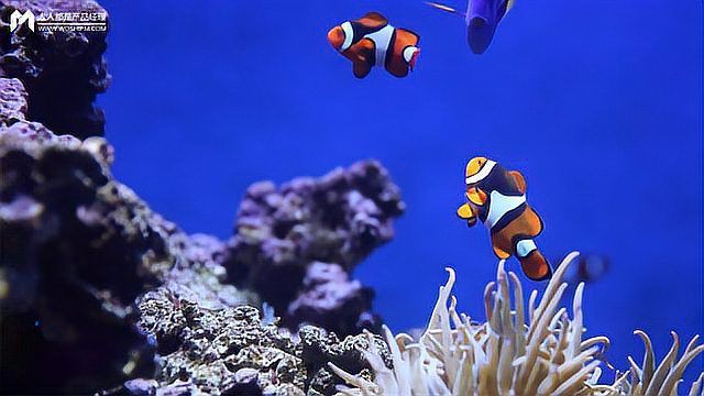 柳州水族店【柳州水族店分布廣泛且各具特色】