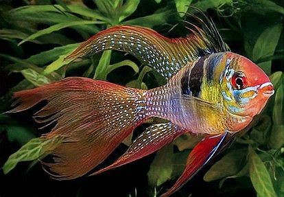最長壽的觀賞魚排行【農情萬家，常見觀賞魚壽命排行榜】