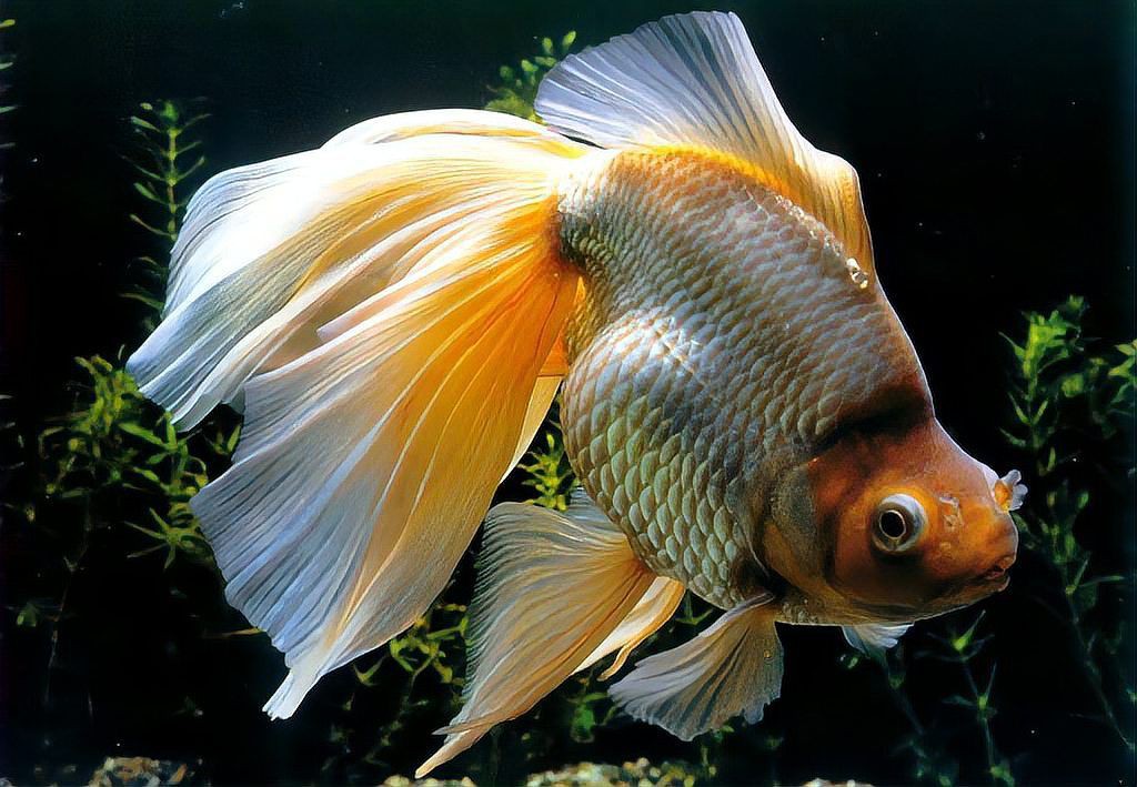 最長壽的觀賞魚排行【農情萬家，常見觀賞魚壽命排行榜】
