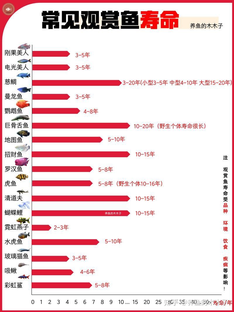 最長壽的觀賞魚排行【農情萬家，常見觀賞魚壽命排行榜】 最長壽的觀賞魚排行【農情萬家，常見觀賞魚壽命排行榜】 龍魚百科 第5張
