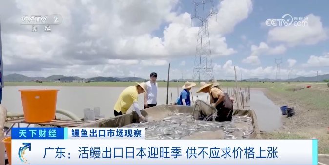 電鰻一般多少錢一斤【電鰻市場價格跨度大】