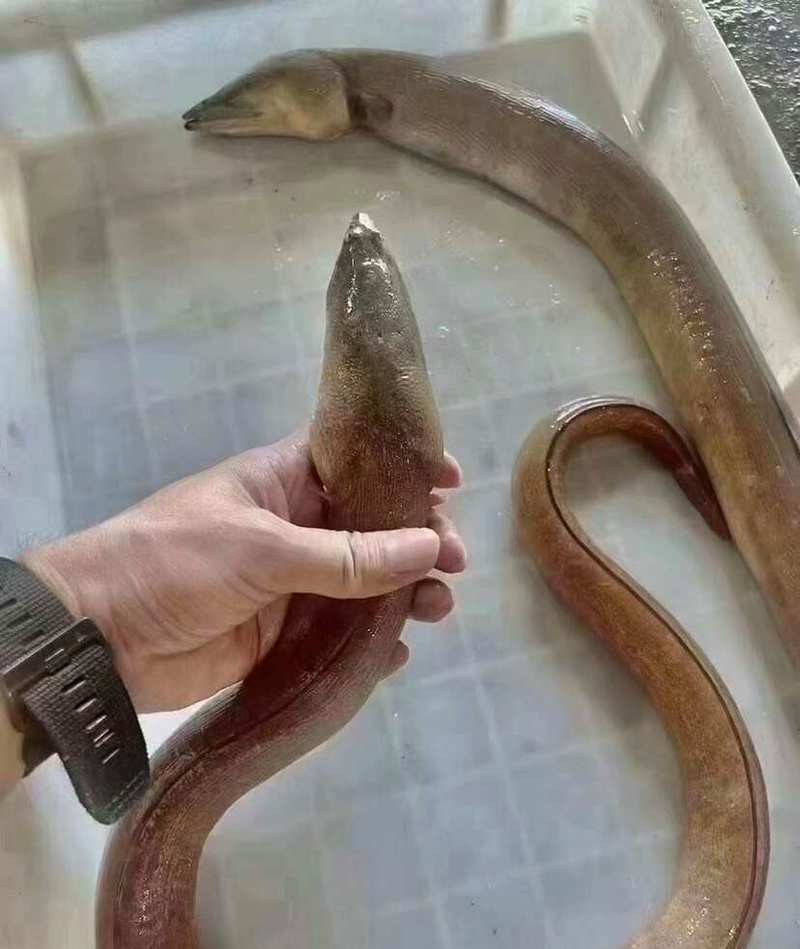 電鰻一般多少錢一斤【電鰻市場價格跨度大】