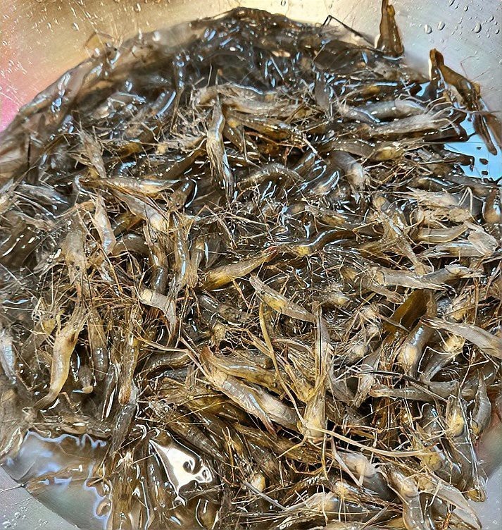 電鰻一般多少錢一斤【電鰻市場價格跨度大】